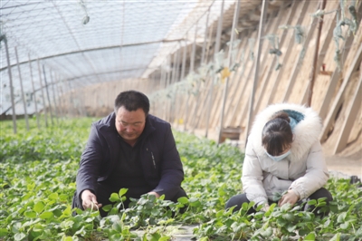 庄稼汉的大棚"致富经"——记都兰县香日德镇下柴源村